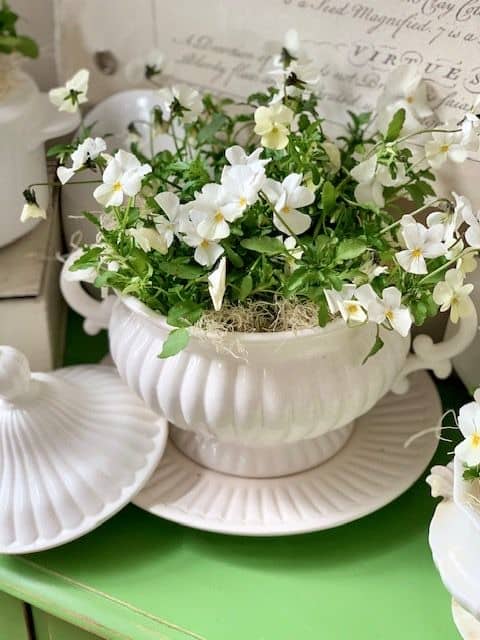 Using Soup Tureens as Planters