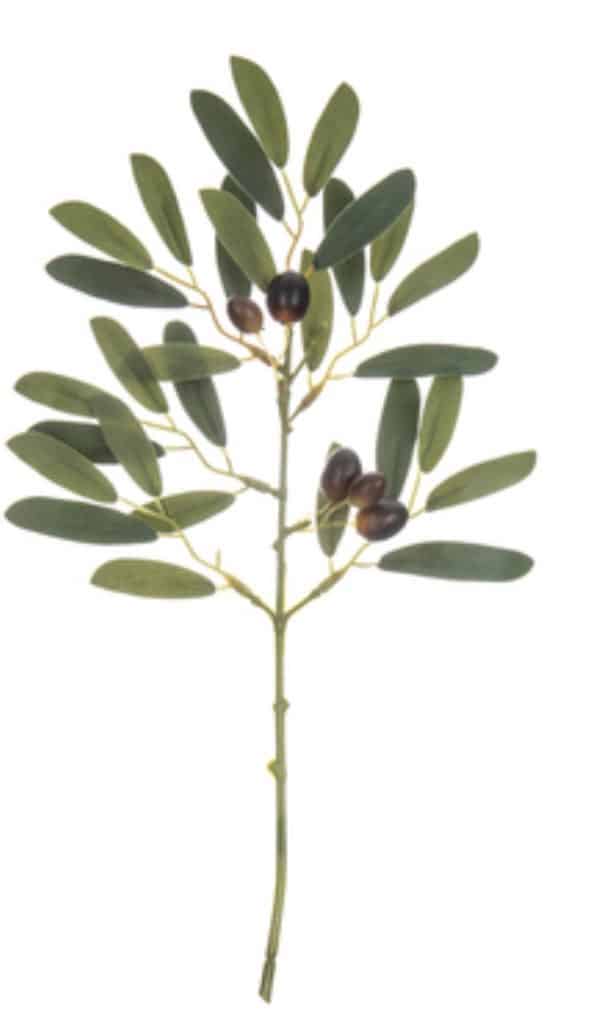 olive stem
