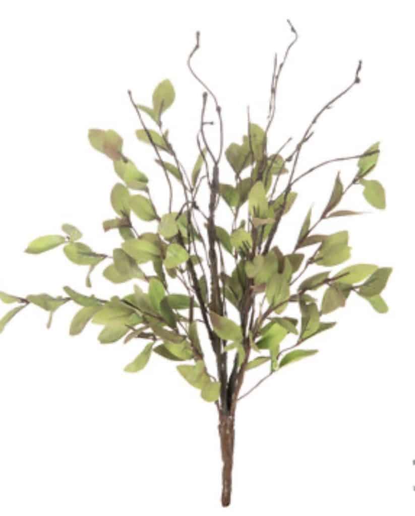 tea leaf bush
