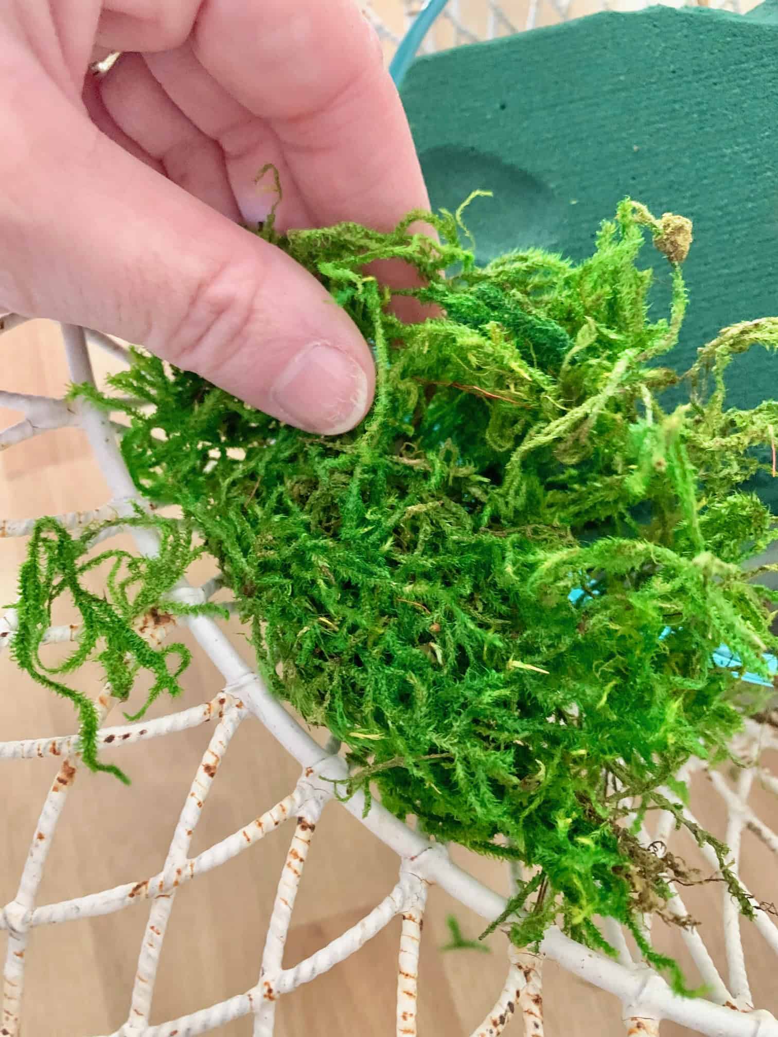 Covering the floral foam with moss for this lily arrangement. 