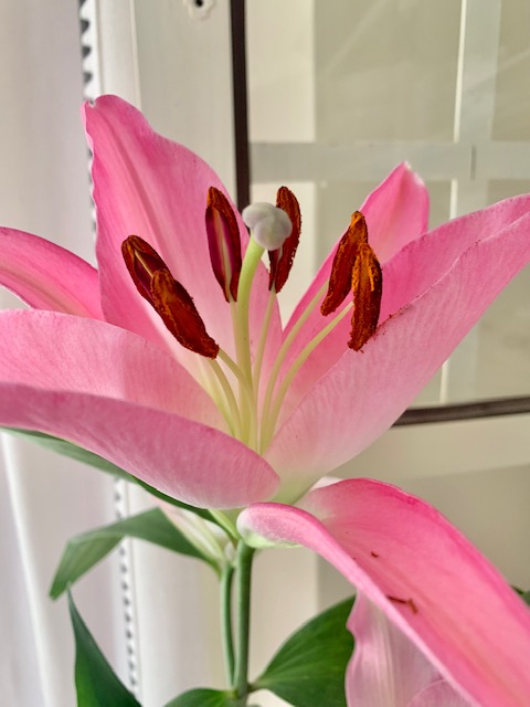 photo of pink lily stem