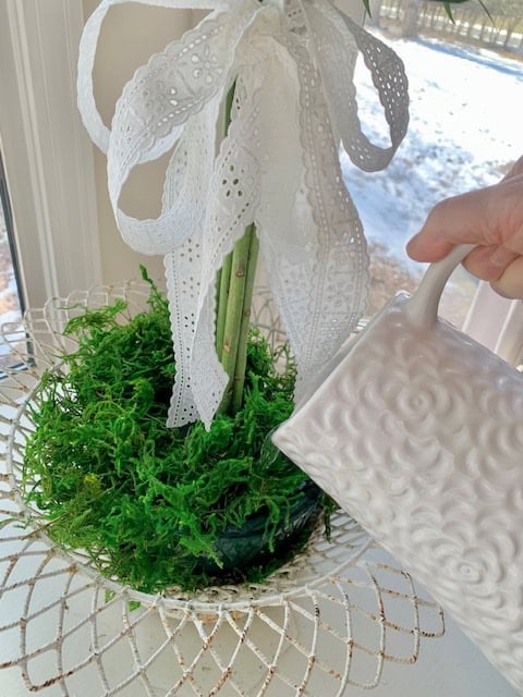 Water the foam daily.