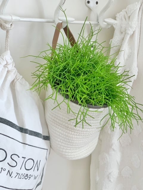 close up a basket hanging with plant.