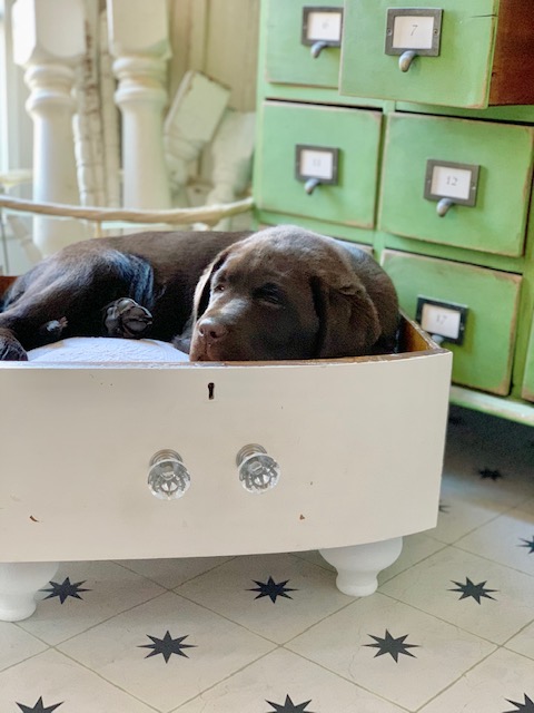 Choicolate lab pup in a vintage drawer turned dog bed