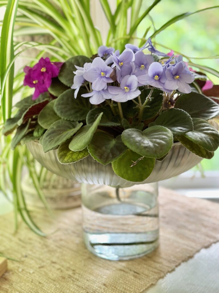 a glass self watering planter with a spider plant and African violets. 