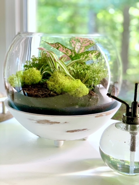 a ball glass vase made into a terrarium with green and varigated plants. This terrarium sits in a wood bowl that has ball feet added and is chalk painted white.