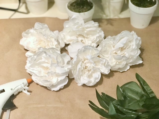 5 blooms off the bush ready to be made into a diy peony ball