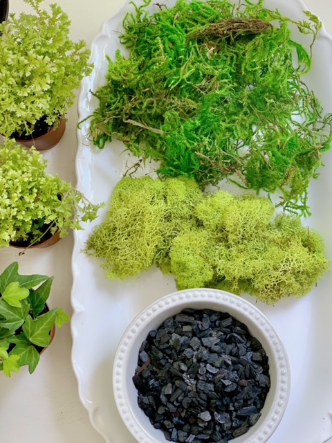 terrarium plants with moss and charcoal on a white platter. Ready to be planted. 