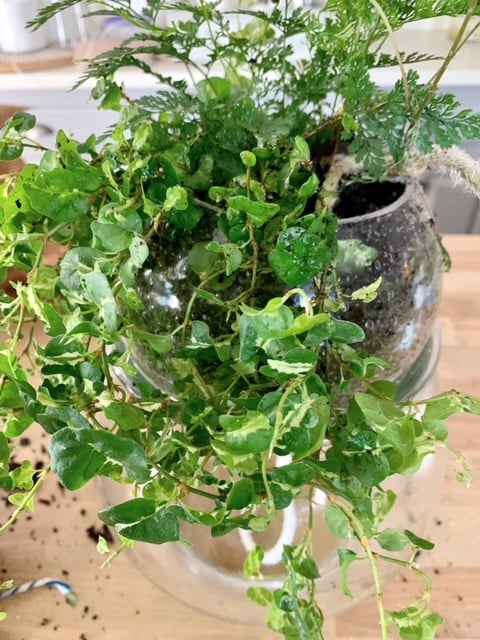 A close up shot of plants in a round glass globe sourced from a light fixture. 