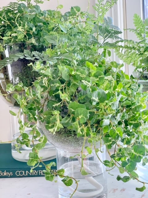 A close up shot of a planter with wick showing in the vase with water.