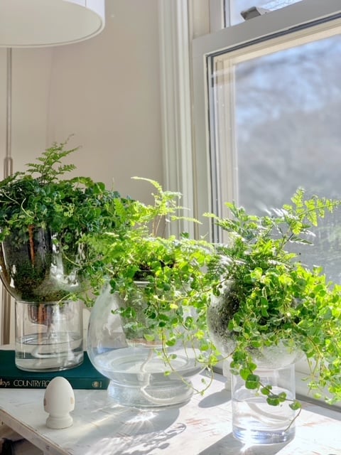 3 DIY self watering planters in front of the window in sunlight.