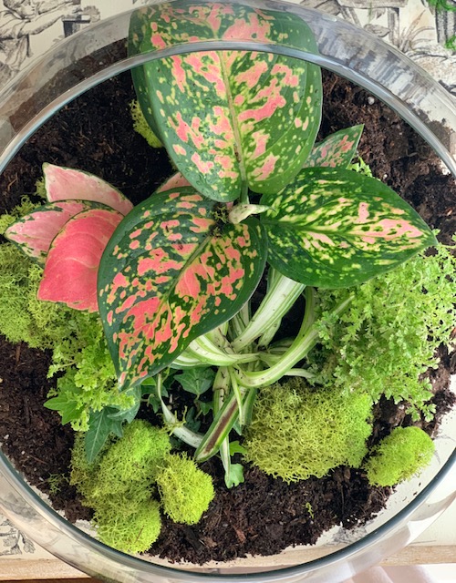 top view of plants planted in the glass bowl terrarium. there are a variety of plants and textures. 