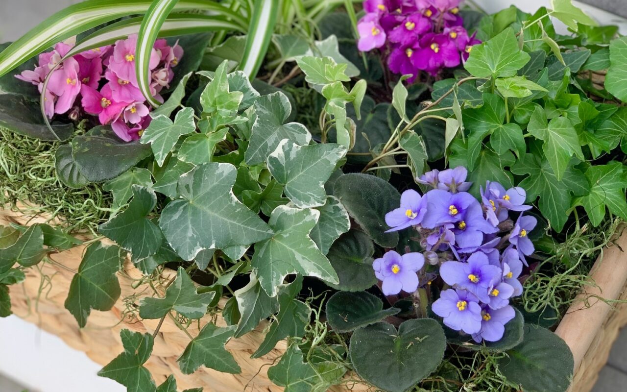 violets and green plants placed in a basket together.