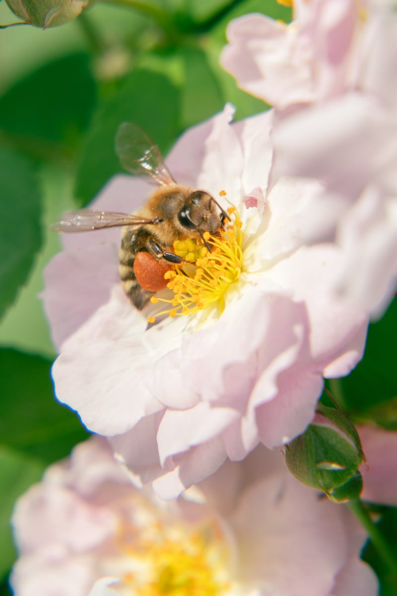 Best Herbs for Pollinators - a bee on a rose.