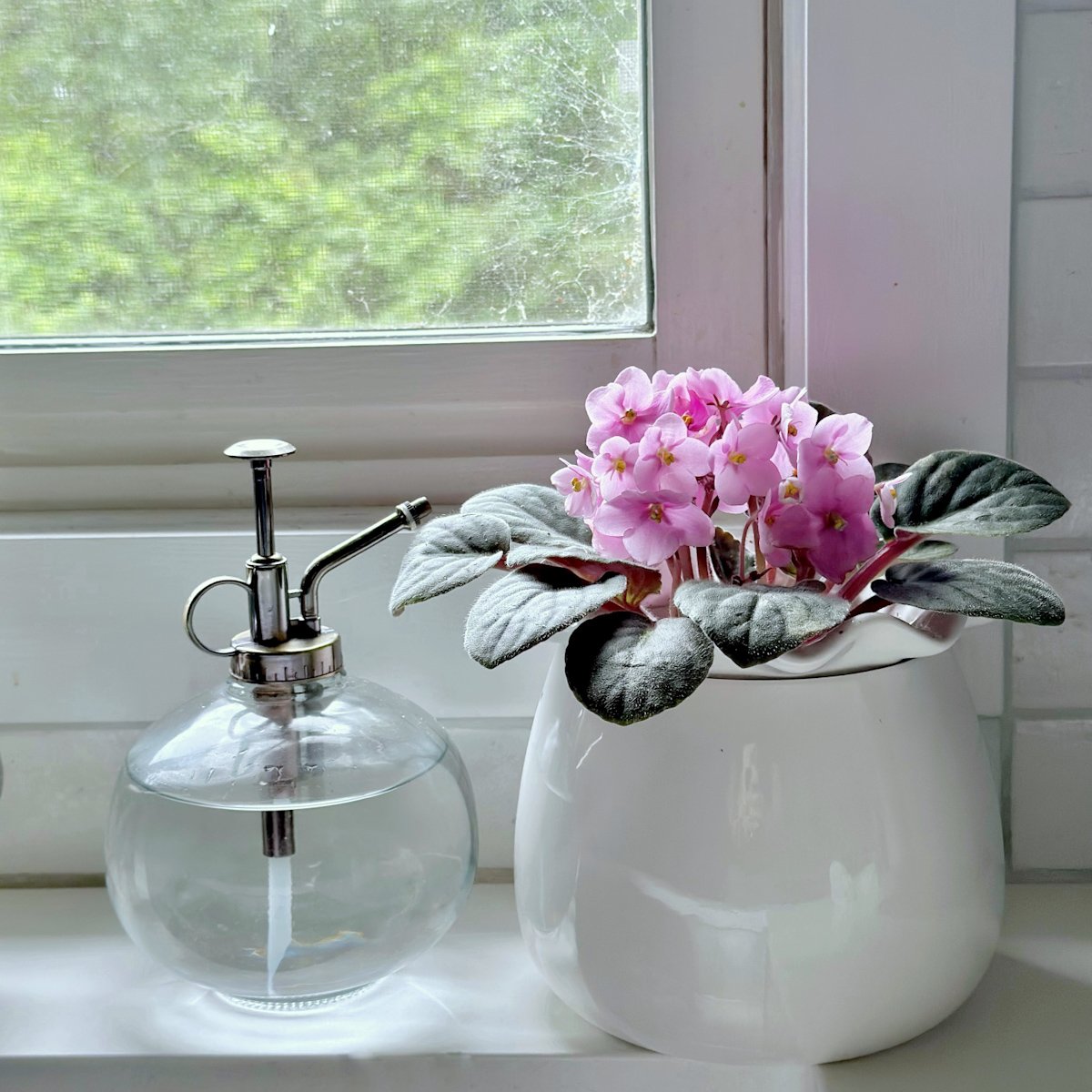 African Violet Pots: How to Choose the Best One