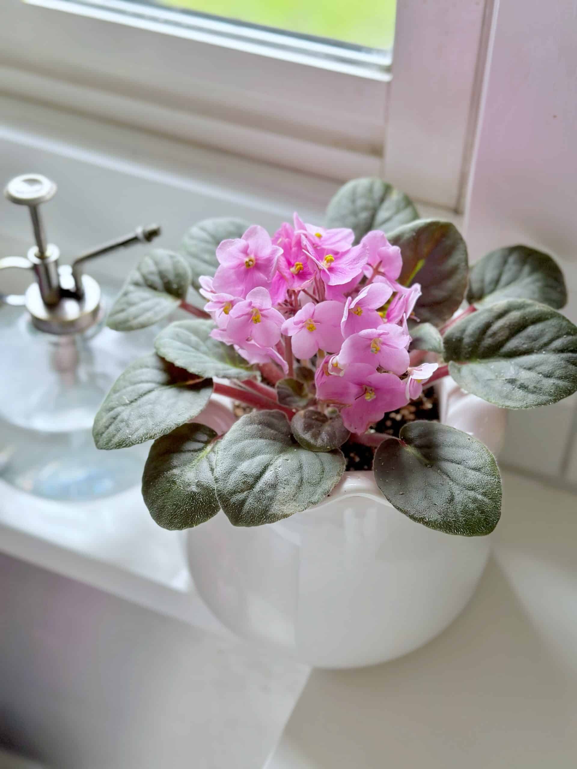 A ceramic self watering African violet pot in front of a window. 