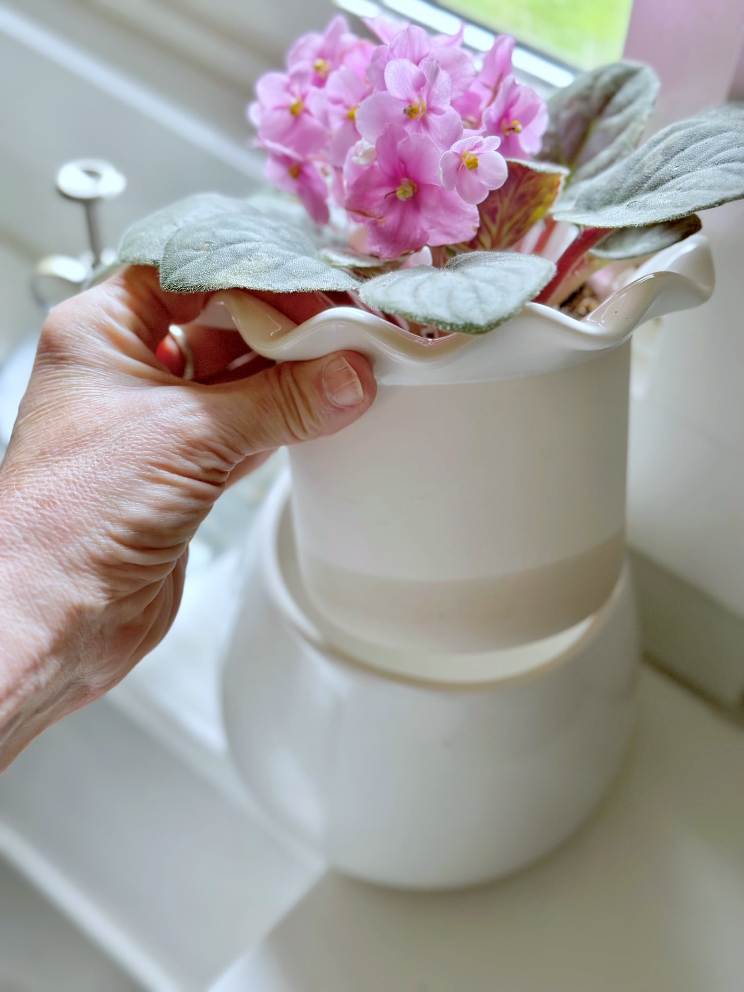Showing the insert container on an African violet Planter. 
