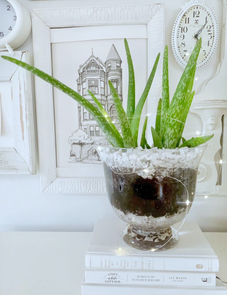 an aloe plant in a glass bowl in front of a white themed gallery wall.