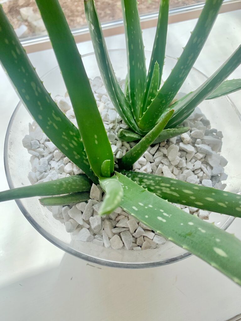 top view of an aloe plant in a glass container with white stones. 