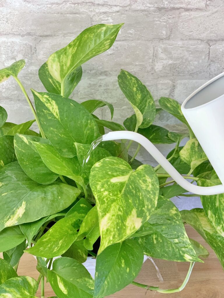 Watering a large golden pothos with a watering can. 