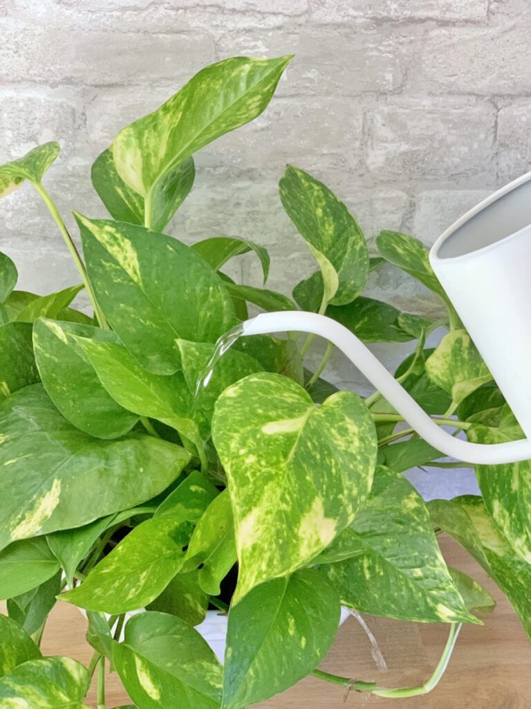Watering a pothos plant with a white watering can. 