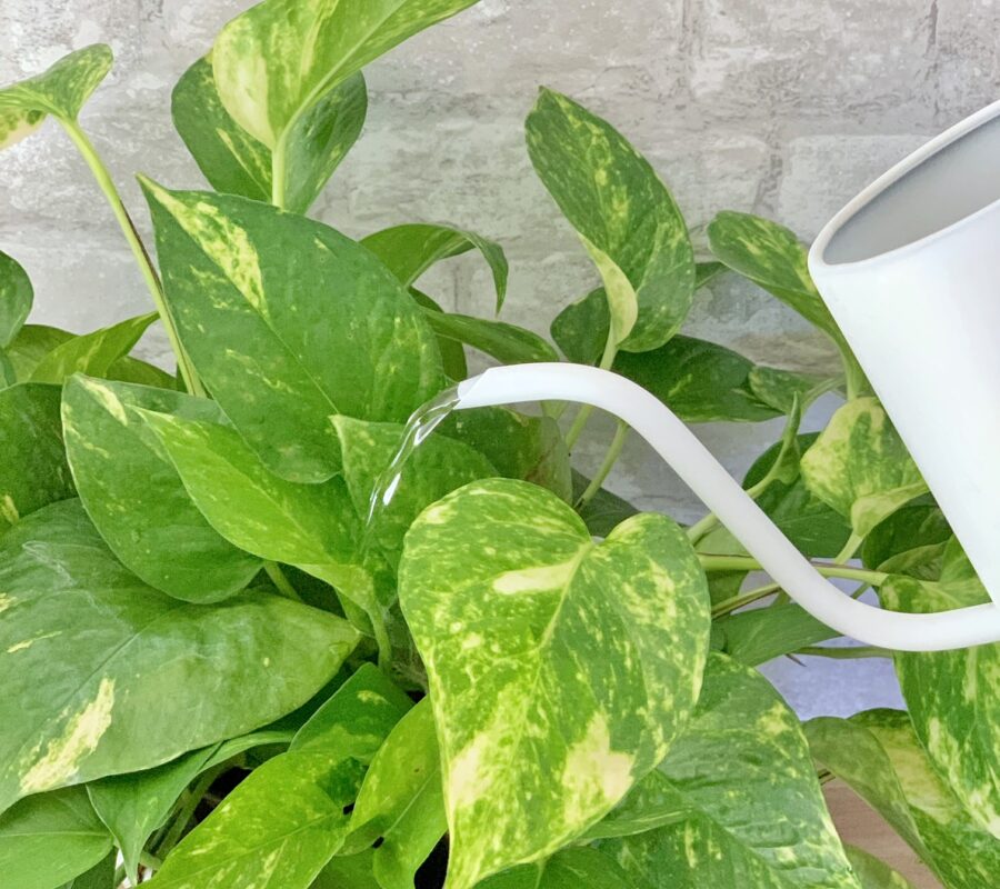watering a pothos plant
