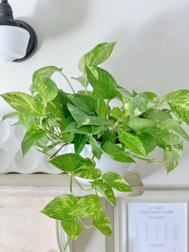 When to Repot Pothos Plants