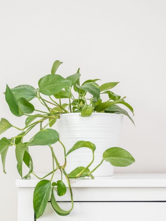 Your Pothos Care Guide