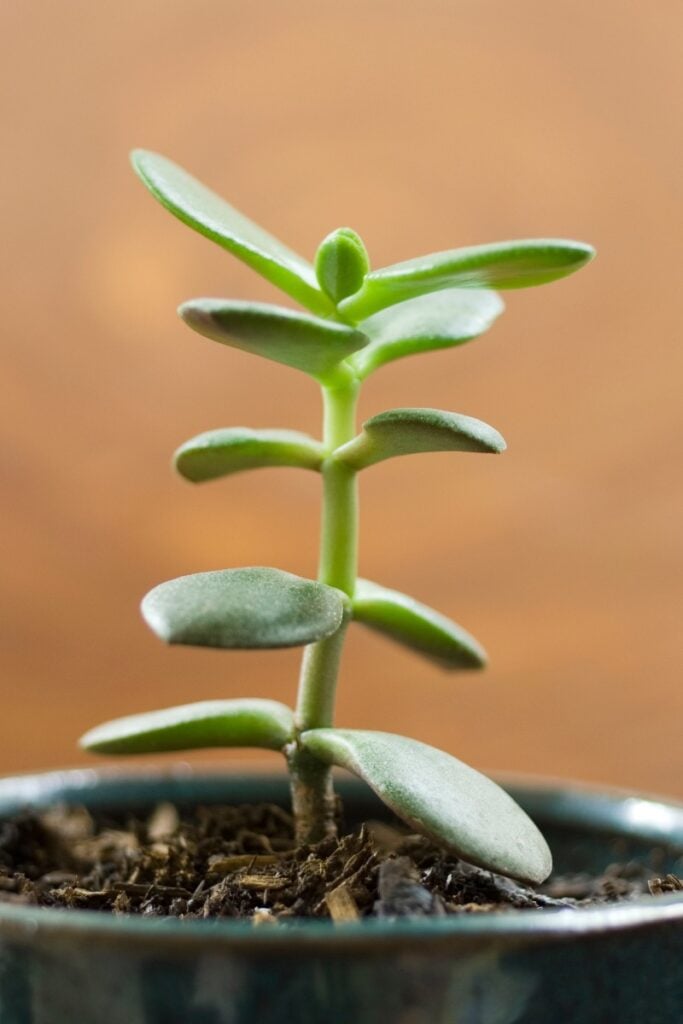 jade plant