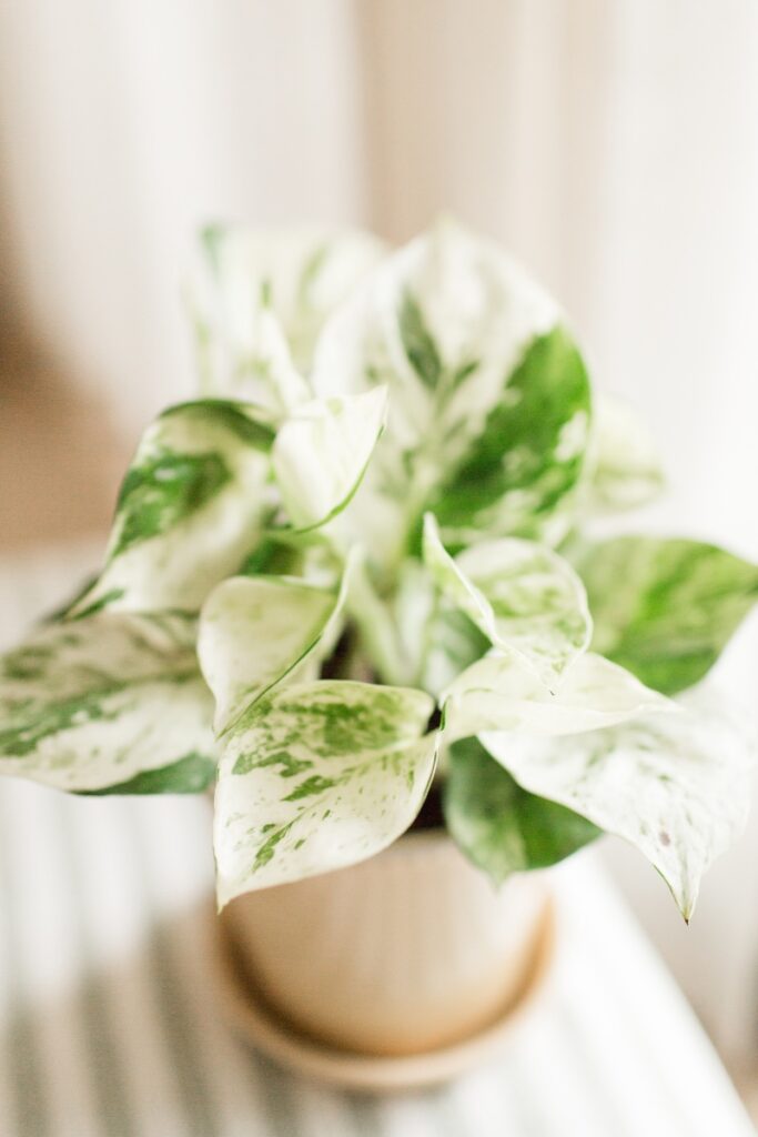 An above shot of a heavily variegated marble queen pothos plant.