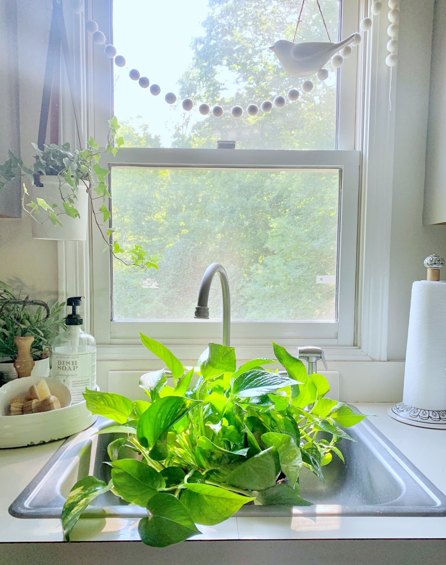 A pothos plant enjoying a drink in my kitchen sink. 