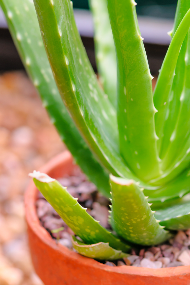 Large thriving aloe plant in a clay pot with stones on top.