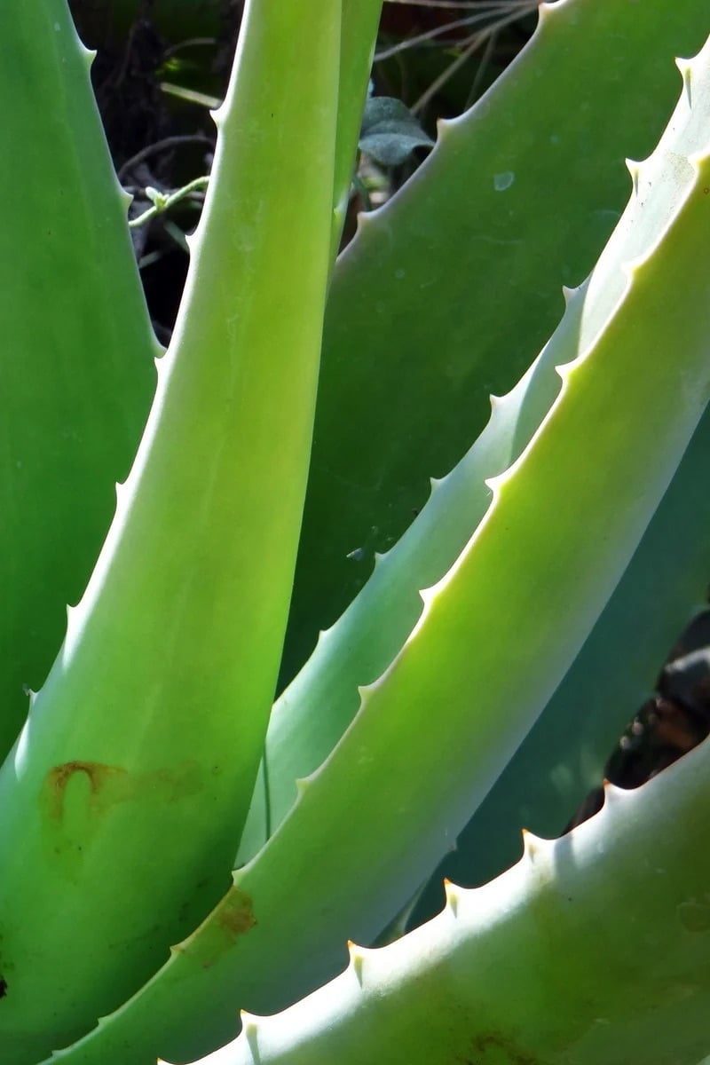 Large fleshy Aloe vera plant in the sun.