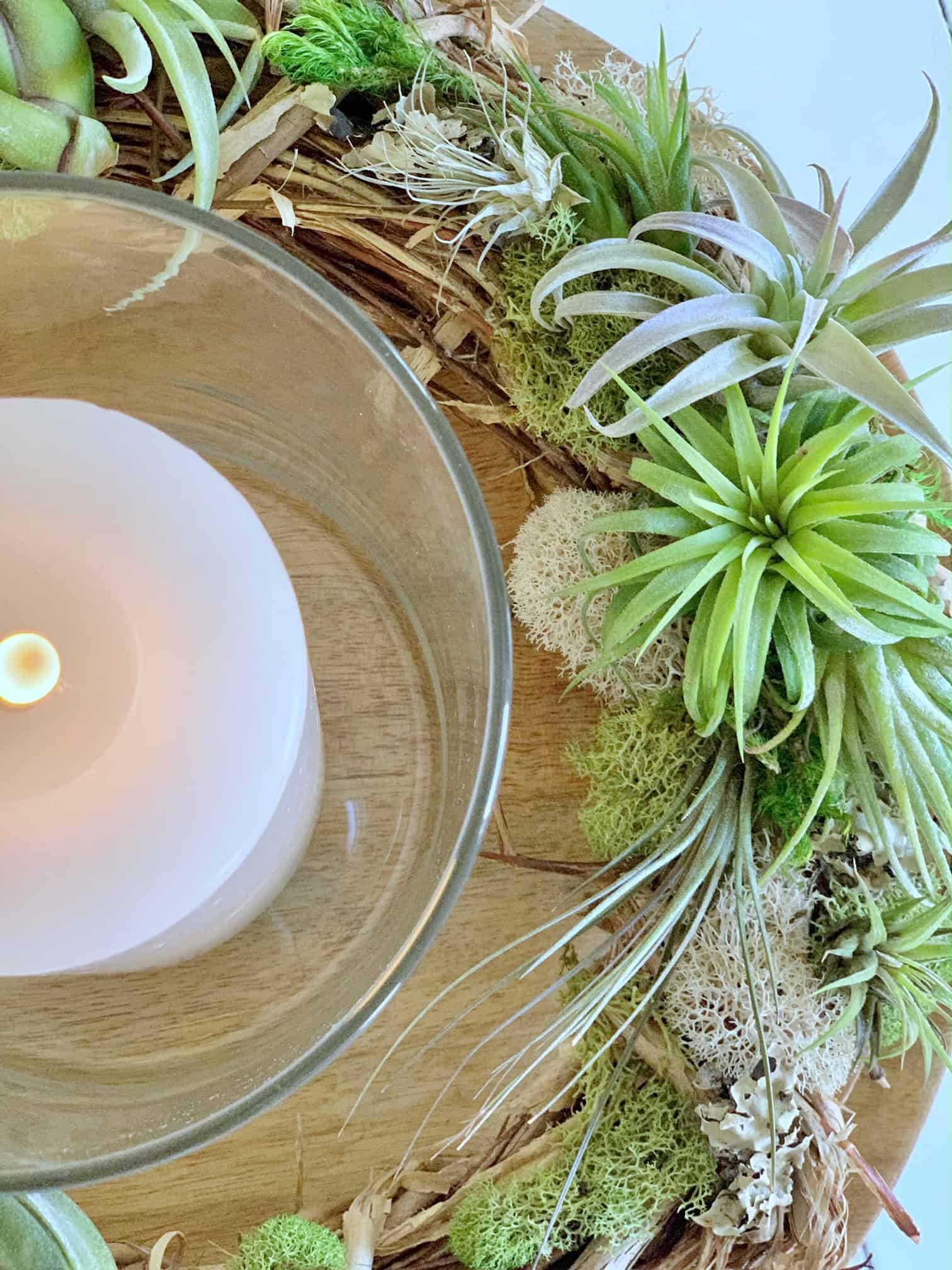 A close up of the air plant grapevine candle ring as an air plant display. 