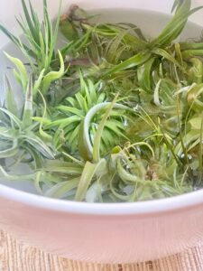 air plants soaking in a white bowl of water.