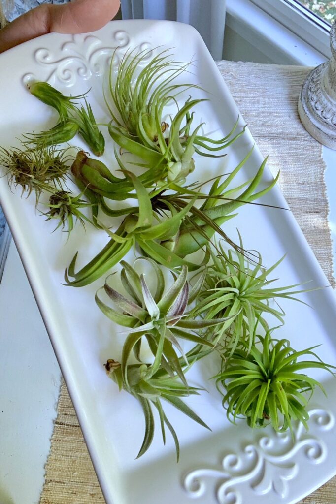 A white tray of assorted air plants. 