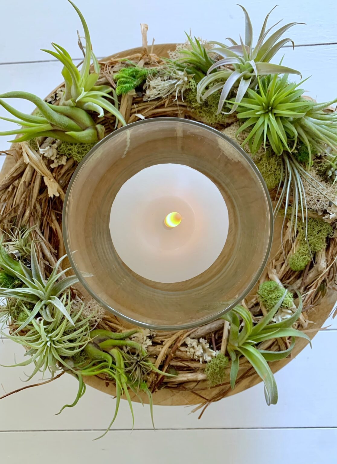 Do Air Plants Need Sun? (Choosing the Ideal Spot) Celebrated Nest
