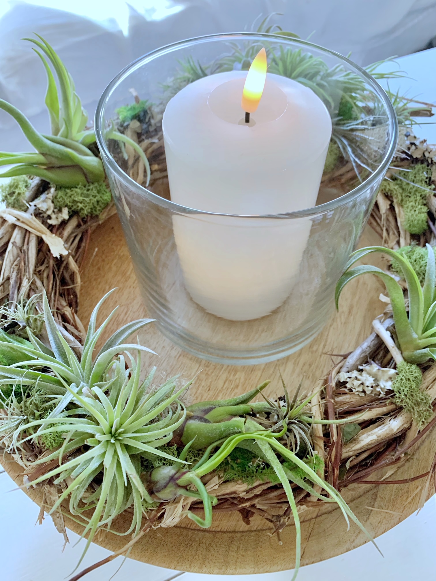 Where to Find Air Plants (Including a fun display idea)