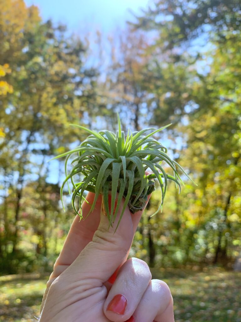 My hand holding an air plant up in the sky in the sun. 