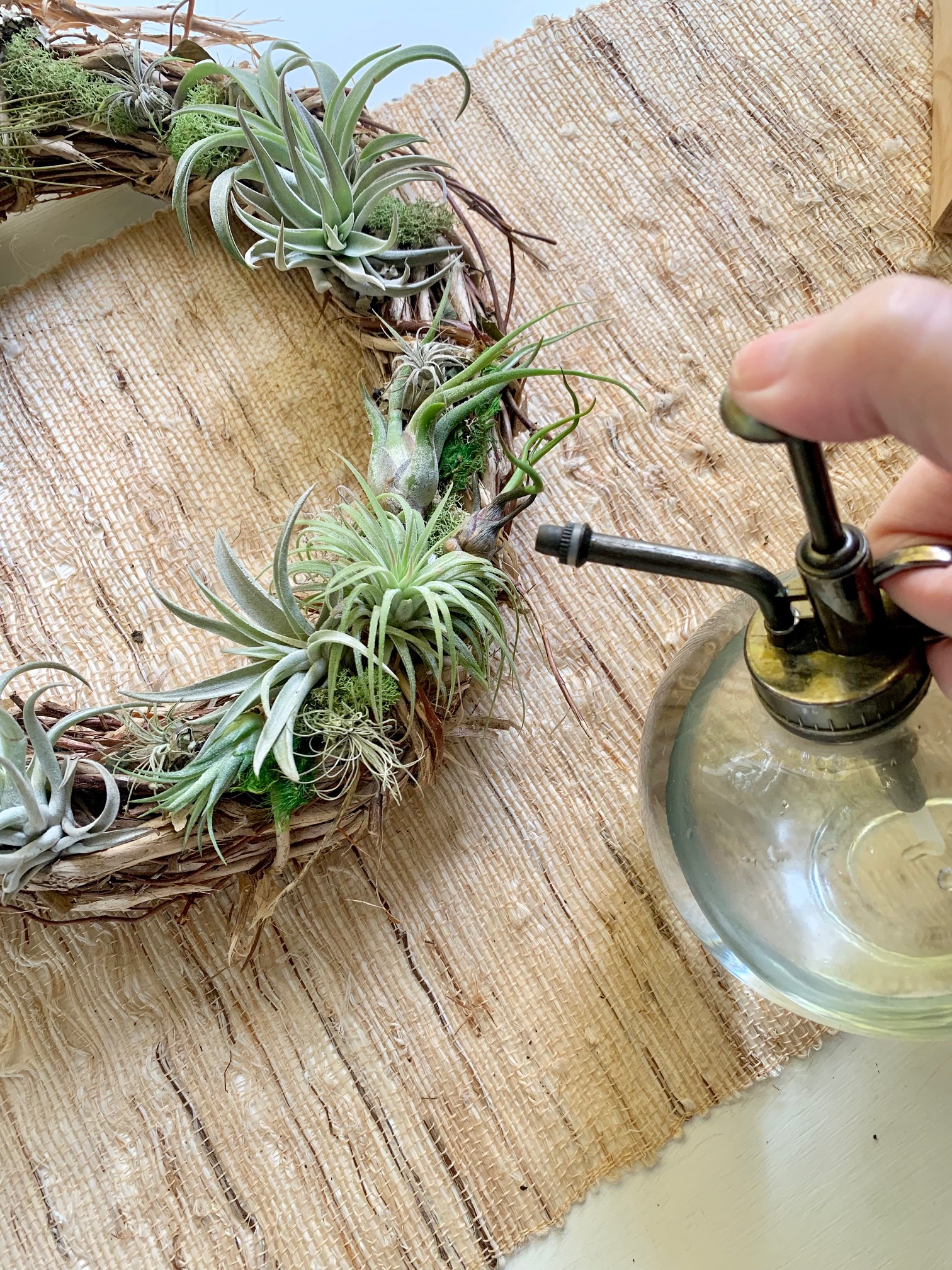How Often to Mist Air Plants (all your watering questions answered)