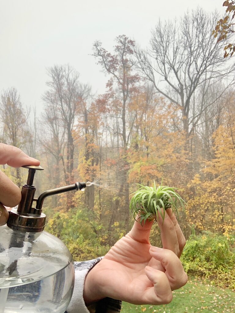spraying an air plant using a glass mister. 