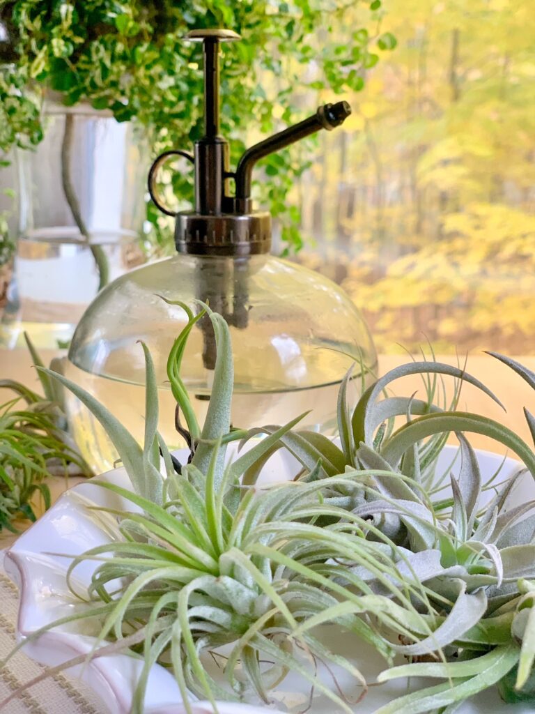 a glass ball plant mister with a white dish holding and assortment of small air plants. 