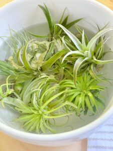 air plants floating in non-chlorinated water.