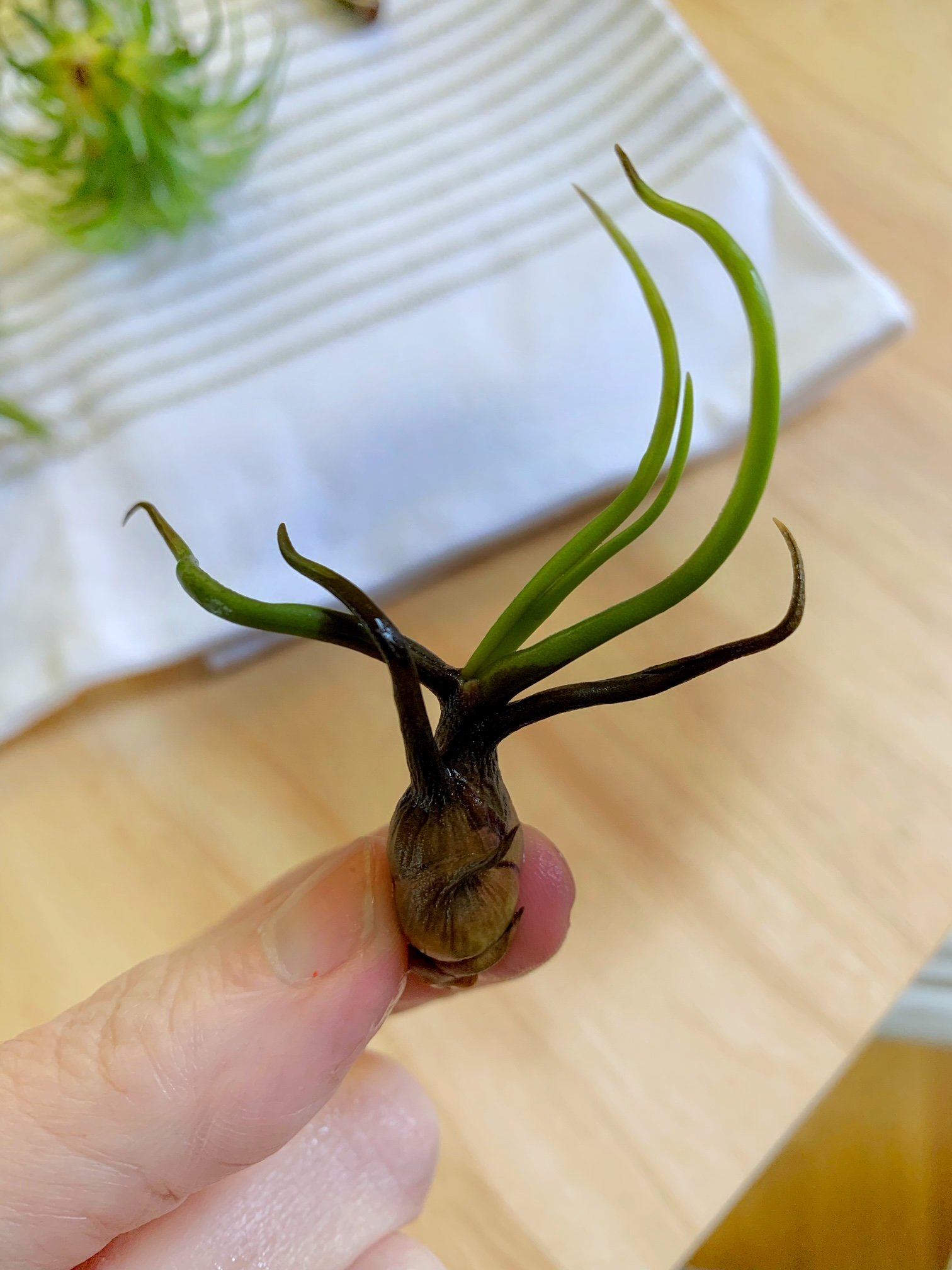 signs of an overwatered air plant - brown root area