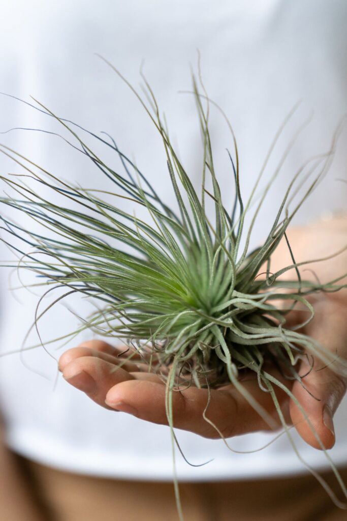 hand holding a single air plant. 