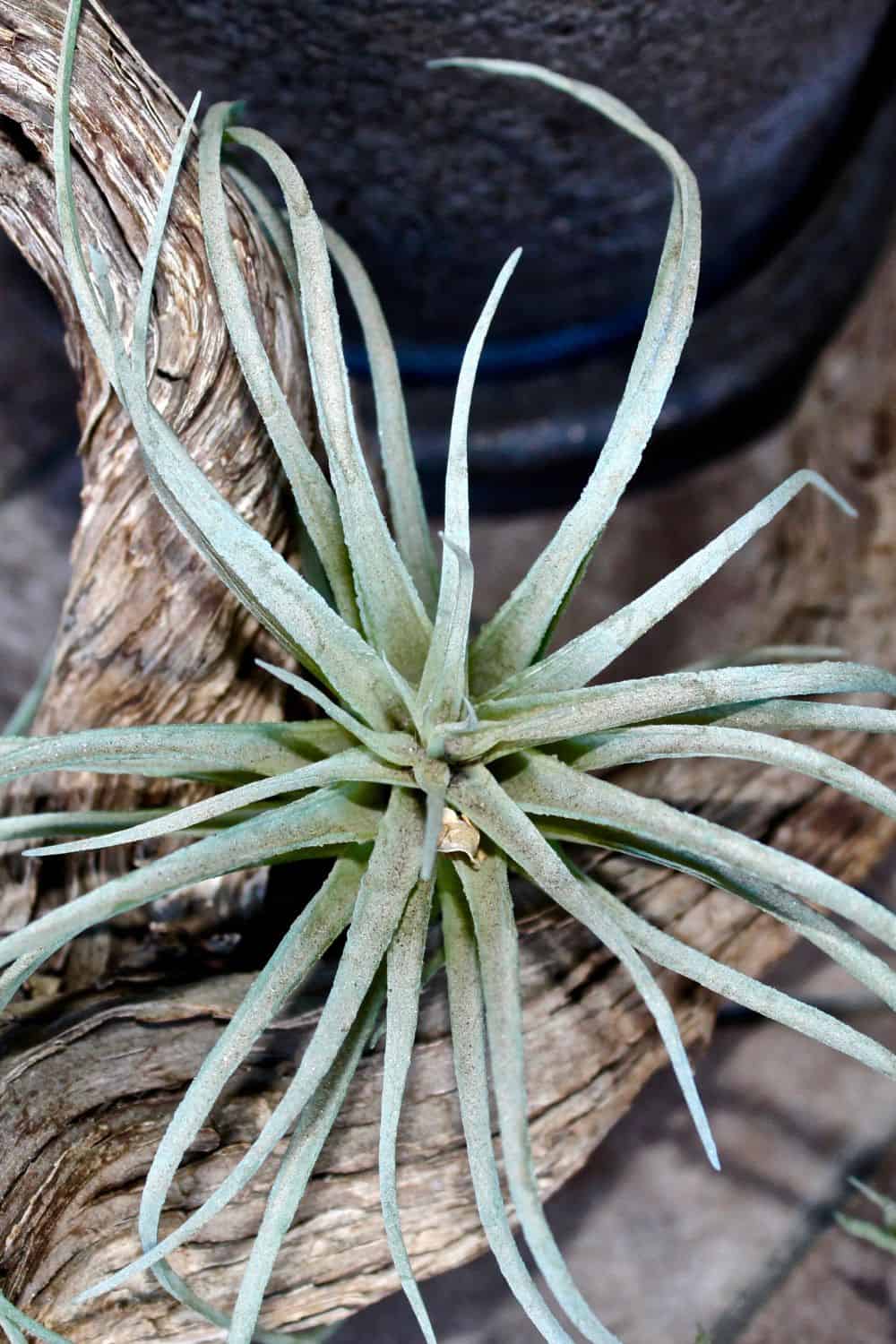 A beautiful single large spider shape air plant. 
