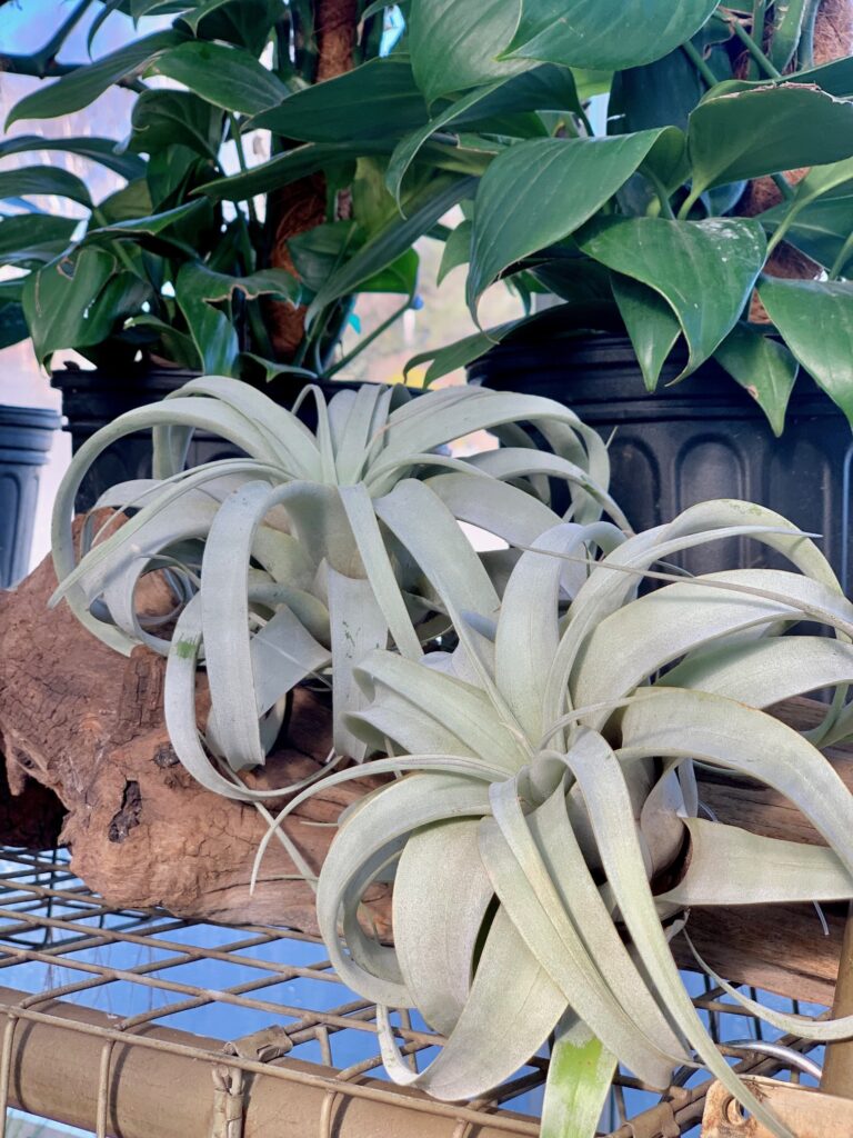 large spidery air plants in a gray green shade. 