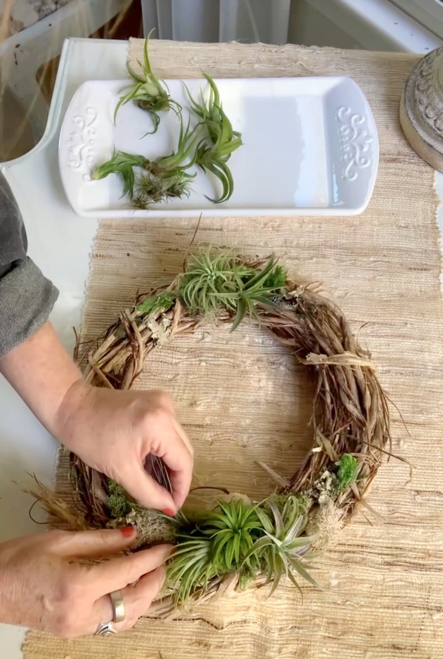 Filling the wreath in with air plants.
