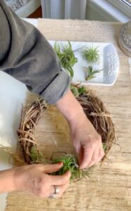 Placing air plants on the grapevine wreath.