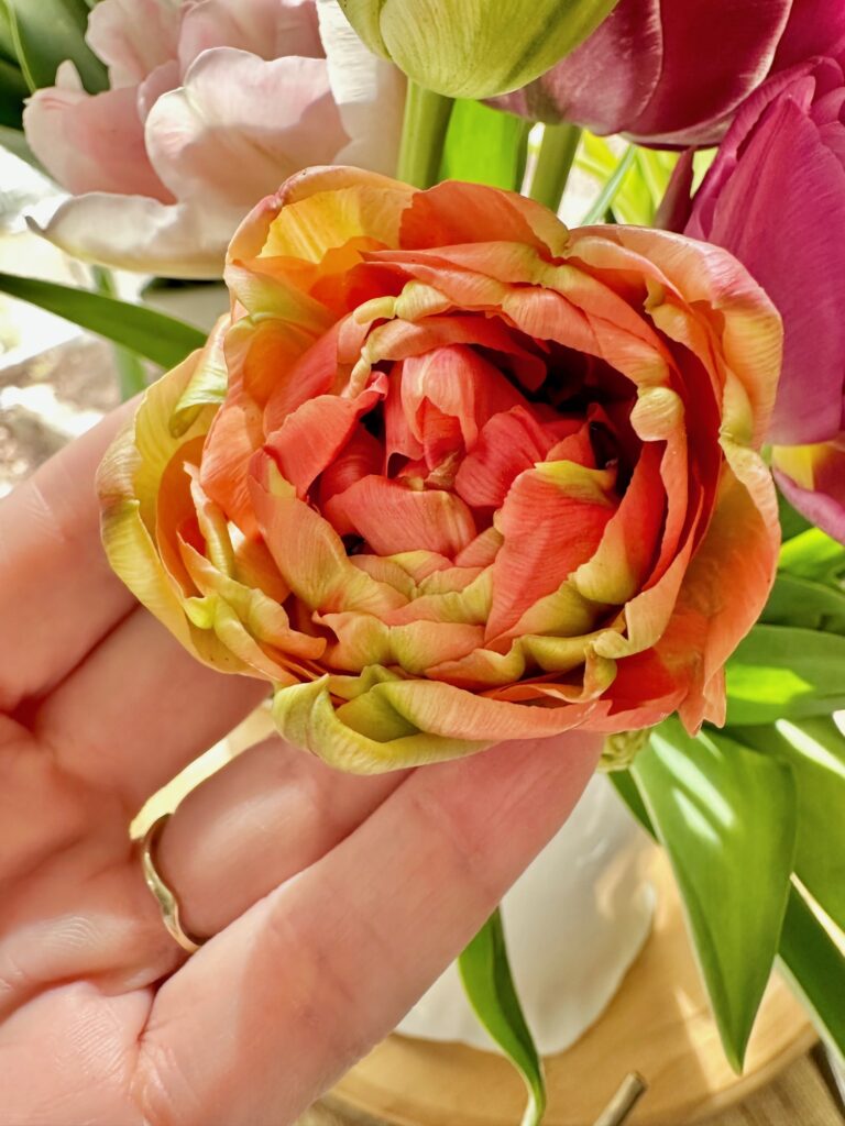 a close up of a double tulip or a peony tulip in the shade of red and yellow. 